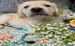 Golden Retriever dogs for sale:  KC Registered Golden Retriever Puppies.  - Image 5