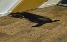 British Shorthair cats for sale: Male black kitten - Image 7