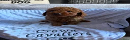 Toy Poodle dogs for sale: RED LINEAGE TINY KC HEALTH TOY POODLES LICENSED  - Advert 19