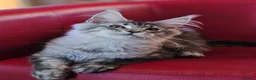 Maine Coon cats for sale: BEAUTIFUL MAINE COON KITTENS FOR SALE - Advert 19