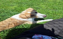 Mixed Breed dogs for adoption: 👑Rex👑 for adoption, coming into DONCASTER - Image 4