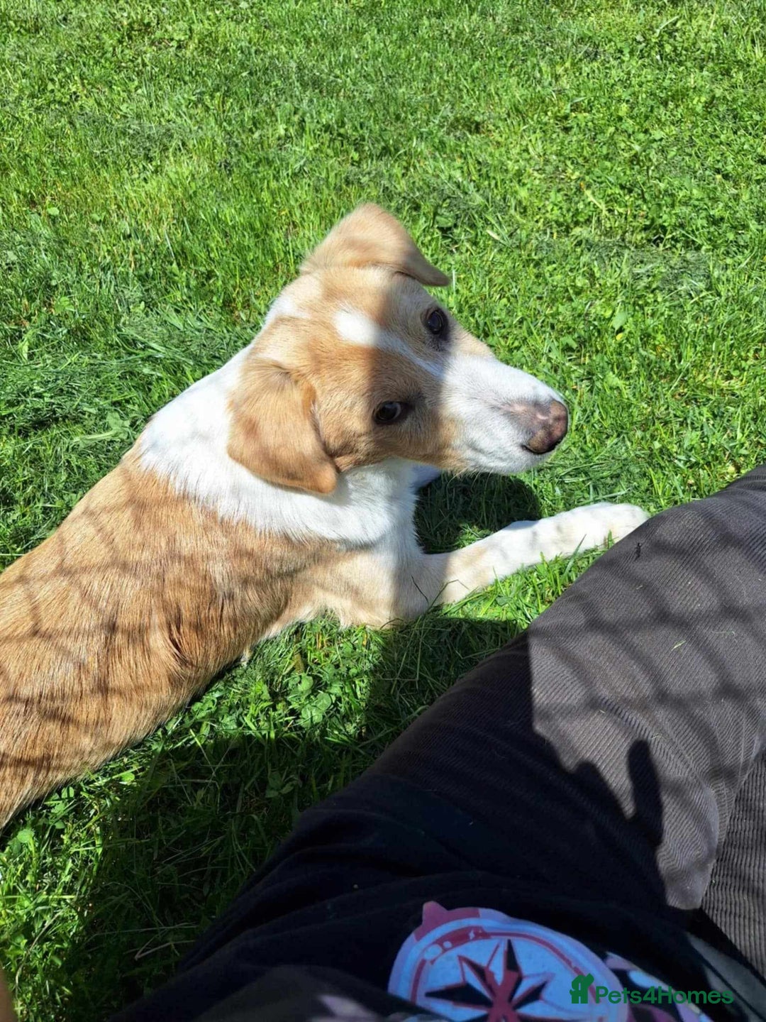 Mixed Breed dogs for adoption: 👑Rex👑 for adoption, coming into DONCASTER - Image 4