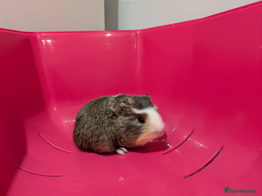 Guinea Pig rodents for sale: Guinea pigs location Dagenham Essex  - Advert 4