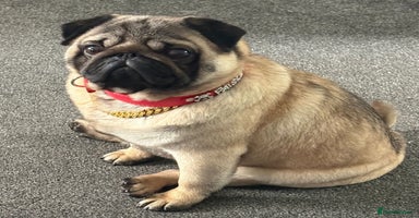 Pug dogs - Advert 3