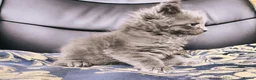 Maine Coon cats for sale: TICA registered DNA health tested maine coon boys - Advert 15