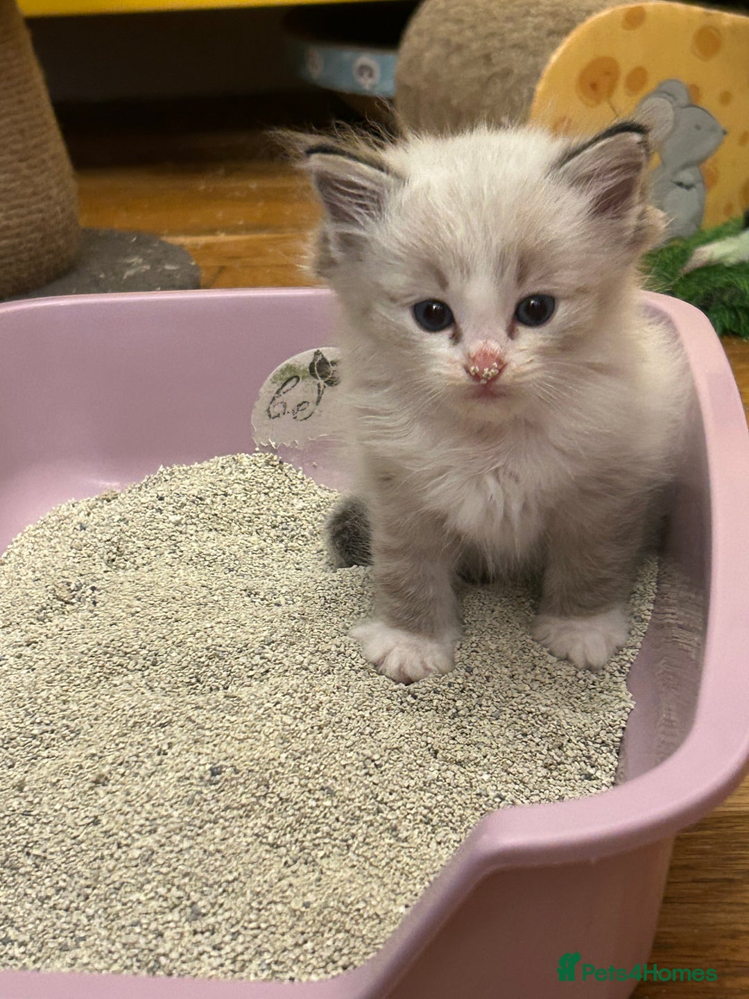 Ragdoll cats for sale: 😻 2 GORGEOUS RAGDOLL KITTENS 😻 - Image 9