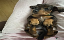 Dachshund dogs for sale: 8 dachshund puppies  - Image 19