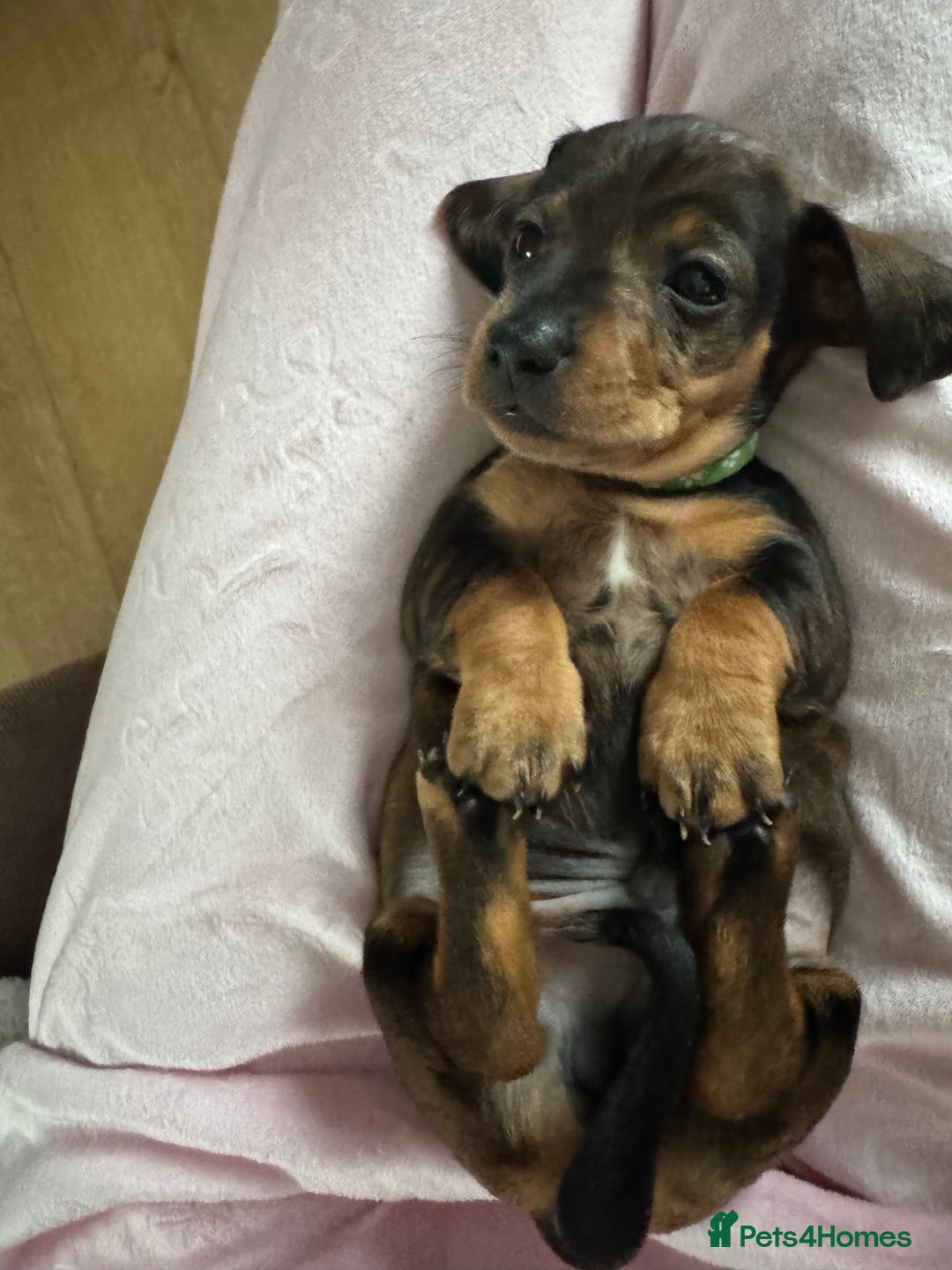 Dachshund dogs for sale: 8 dachshund puppies  - Image 19