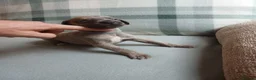 Whippet dogs for sale: Exceptional litter of KC whippets  in Shrewsbury - Advert 13