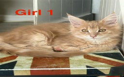 Maine Coon cats for sale: Stunning Mainecoon kittens x4 - Image 2