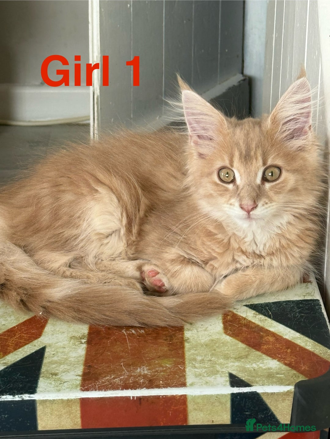 Maine Coon cats for sale: Stunning Mainecoon kittens x4 - Image 2