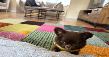 Chihuahua dogs - Advert 2