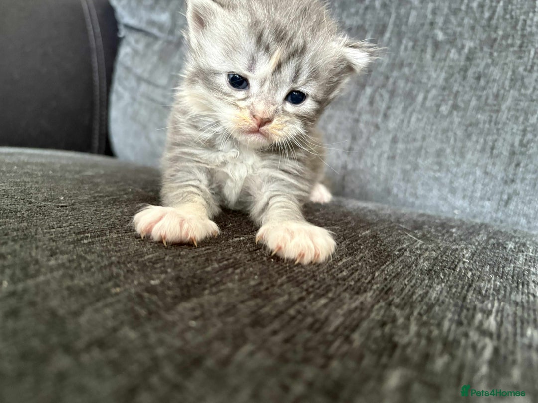 Maine Coon cats for sale: 3/4 maine coon kittens  - Image 9
