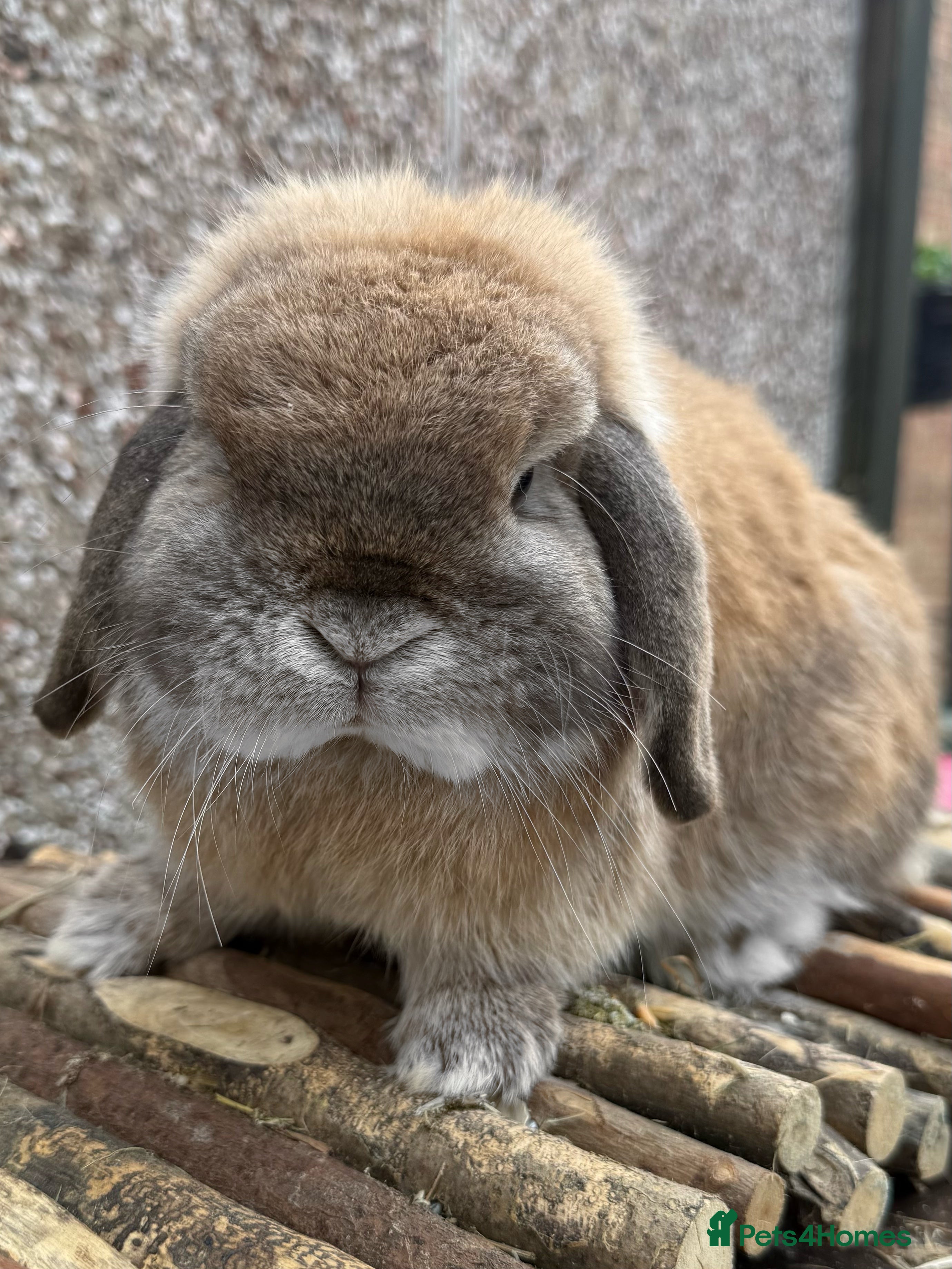 Mini Lop rabbits Top quality mini lops - Advert 18