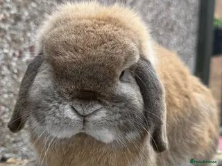 Mini Lop rabbits Top quality mini lops - Advert 18