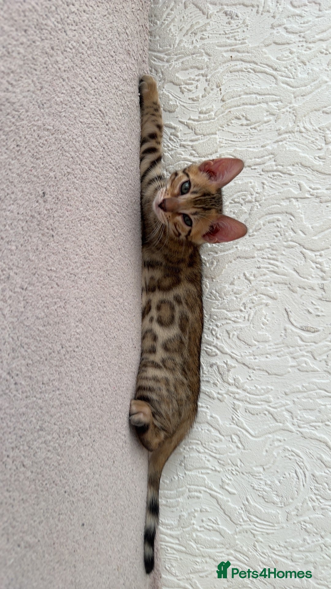 Bengal cats for sale: Pure Bred Bengals 1 BOY & 1 GIRL AVAILABLE!💓 - Advert 13