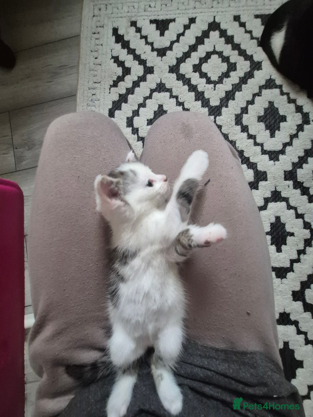 Mixed Breed cats for sale: Sweet kittens - Image 6