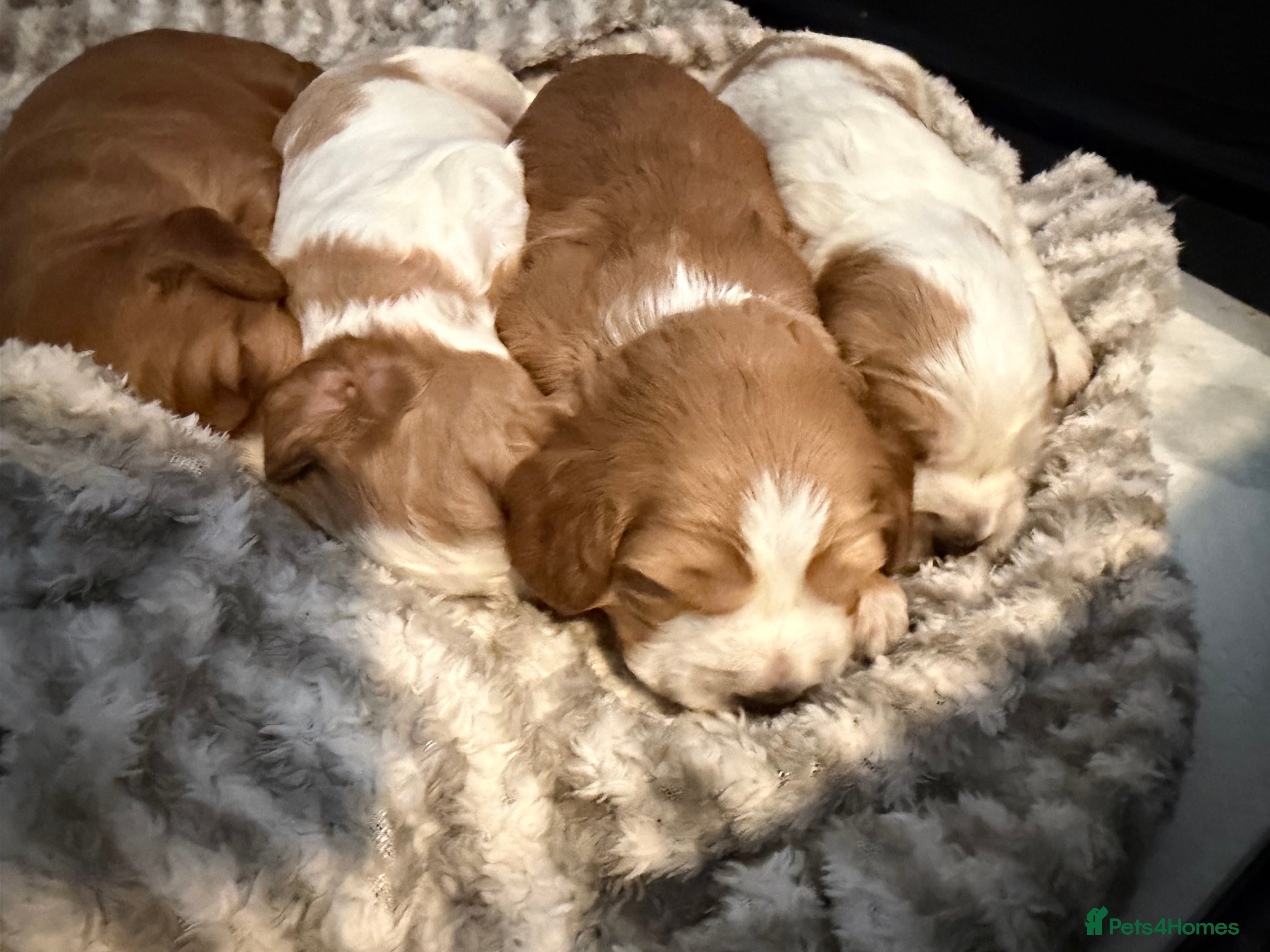 Cocker Spaniel dogs Cocker spaniel pups available to reserve  - Advert 5
