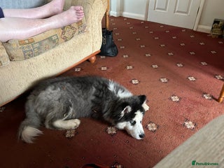 Siberian Husky dogs Siberian husky x - Advert 8