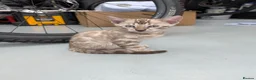 Bengal cats for sale: TICA registered pure bred Bengal kittens  - Advert 5