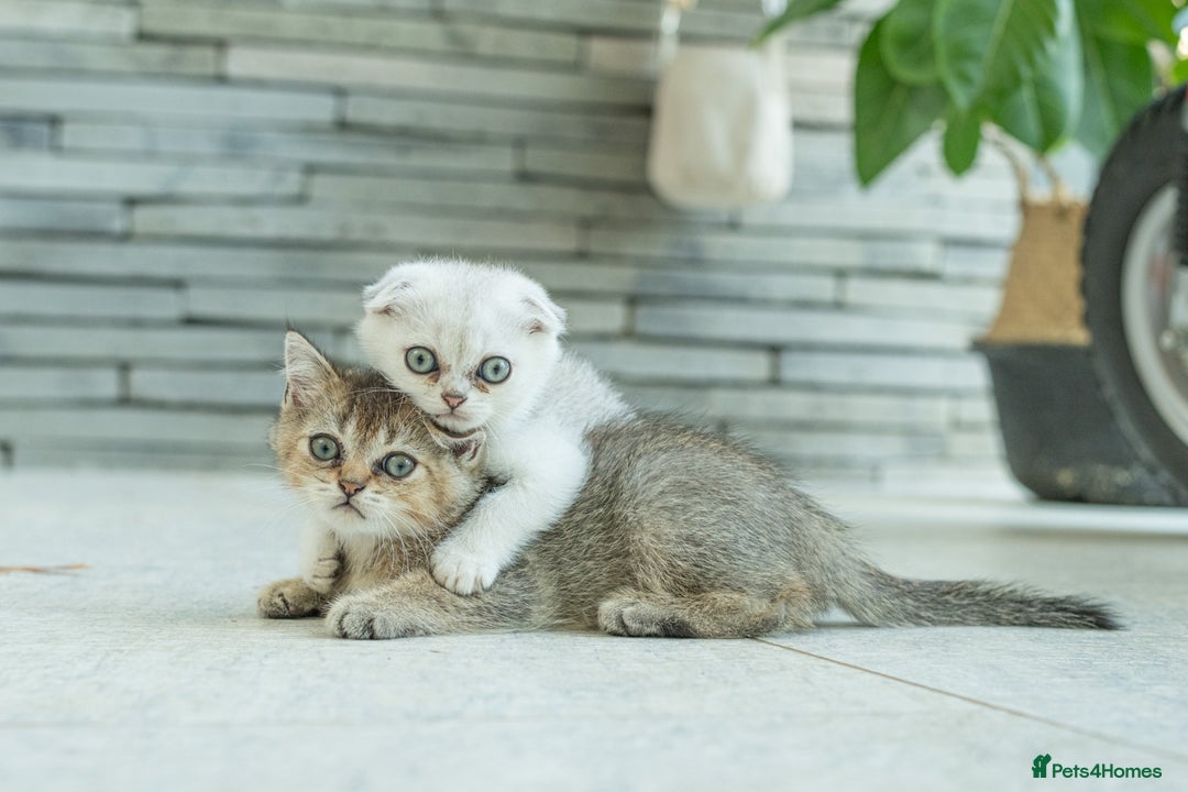 Scottish Fold cats for sale: Need home ASAP Full pedigreeTICA reg Scottish Fold in Barnet - Image 3