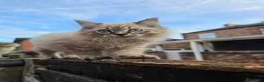 Ragdoll 1
