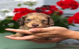 Miniature Dachshund dogs for sale: 𝕃𝕠𝕟𝕘 𝕙𝕒𝕚𝕣𝕖𝕕 𝕔𝕣𝕖𝕒𝕞 𝕡𝕦𝕡𝕡𝕚𝕖𝕤 🧸 - Image 13