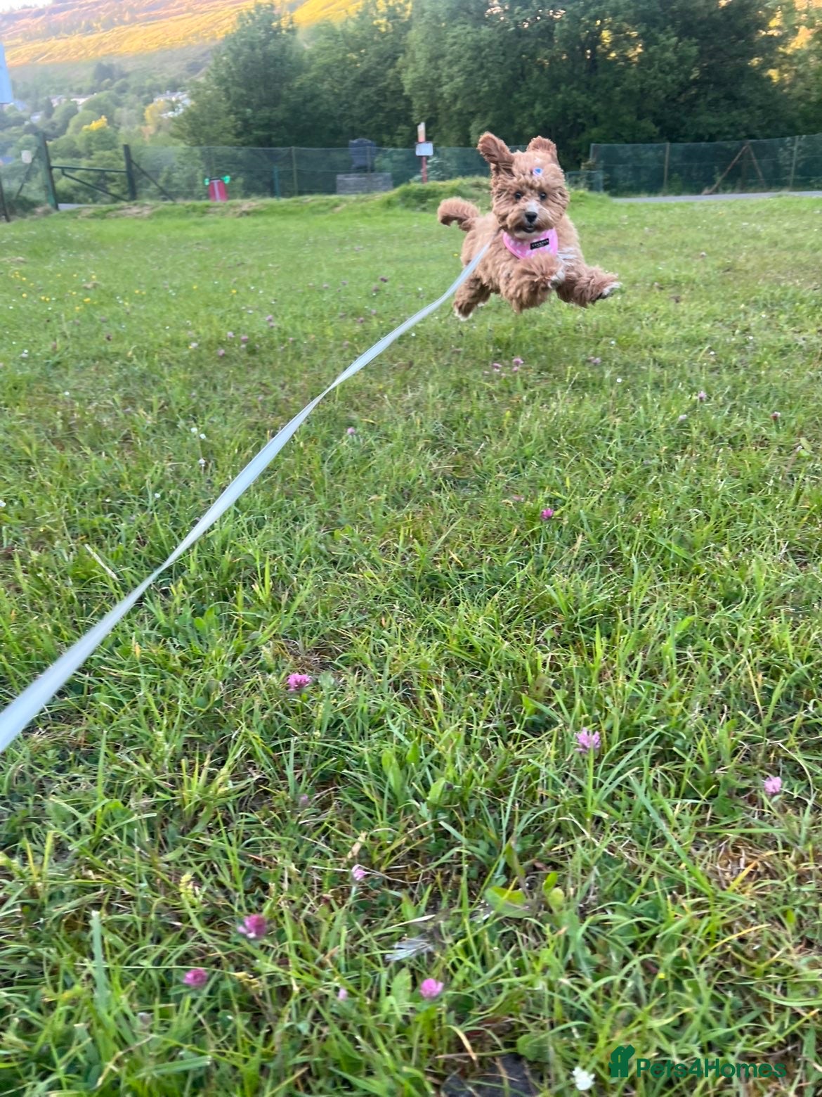 Cavapoo dogs Tiny cavapoo F1BB - ESA certified - Advert 1