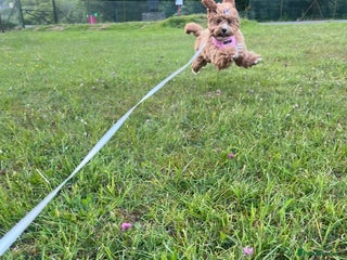 Cavapoo dogs Tiny cavapoo F1BB - ESA certified - Advert 1