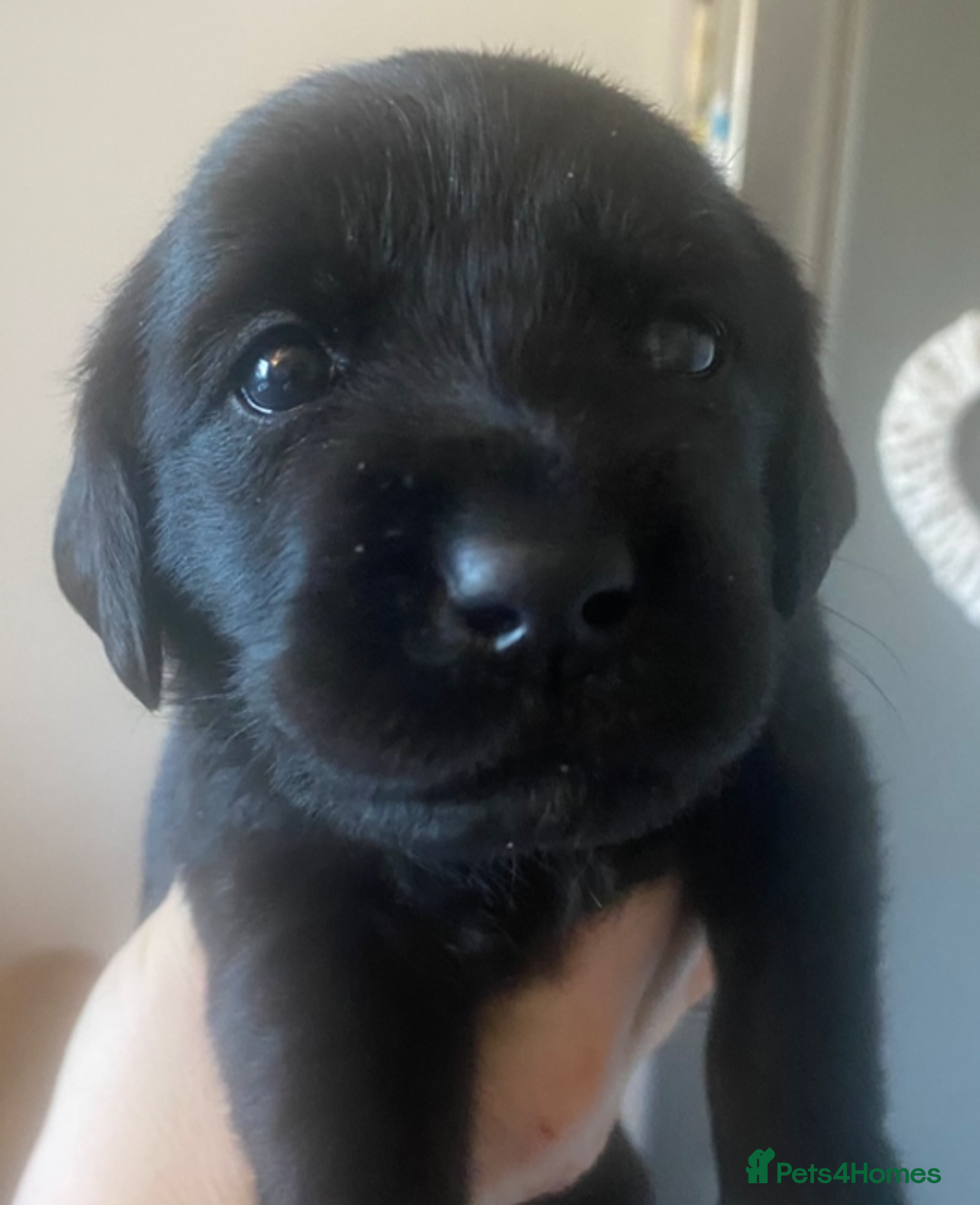 Goldador dogs for sale: 🐾7 Beautiful Labrador x Retriever Puppies🐾 - Advert 15