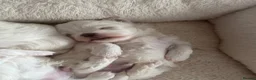 Maltese dogs for sale: One Beautiful Korean Maltese boy left for sale 🐾  - Advert 12