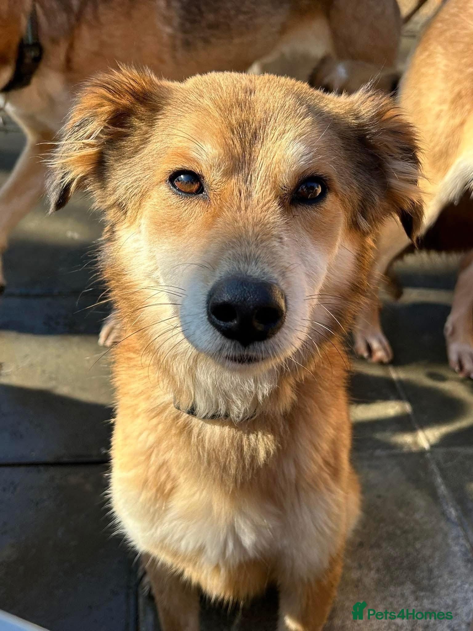 Mixed Breed dogs Solomon - Norwich Norfolk  in Norwich - Advert 20