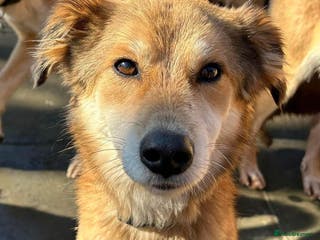 Mixed Breed dogs Solomon - Norwich Norfolk in Norwich - Advert 19