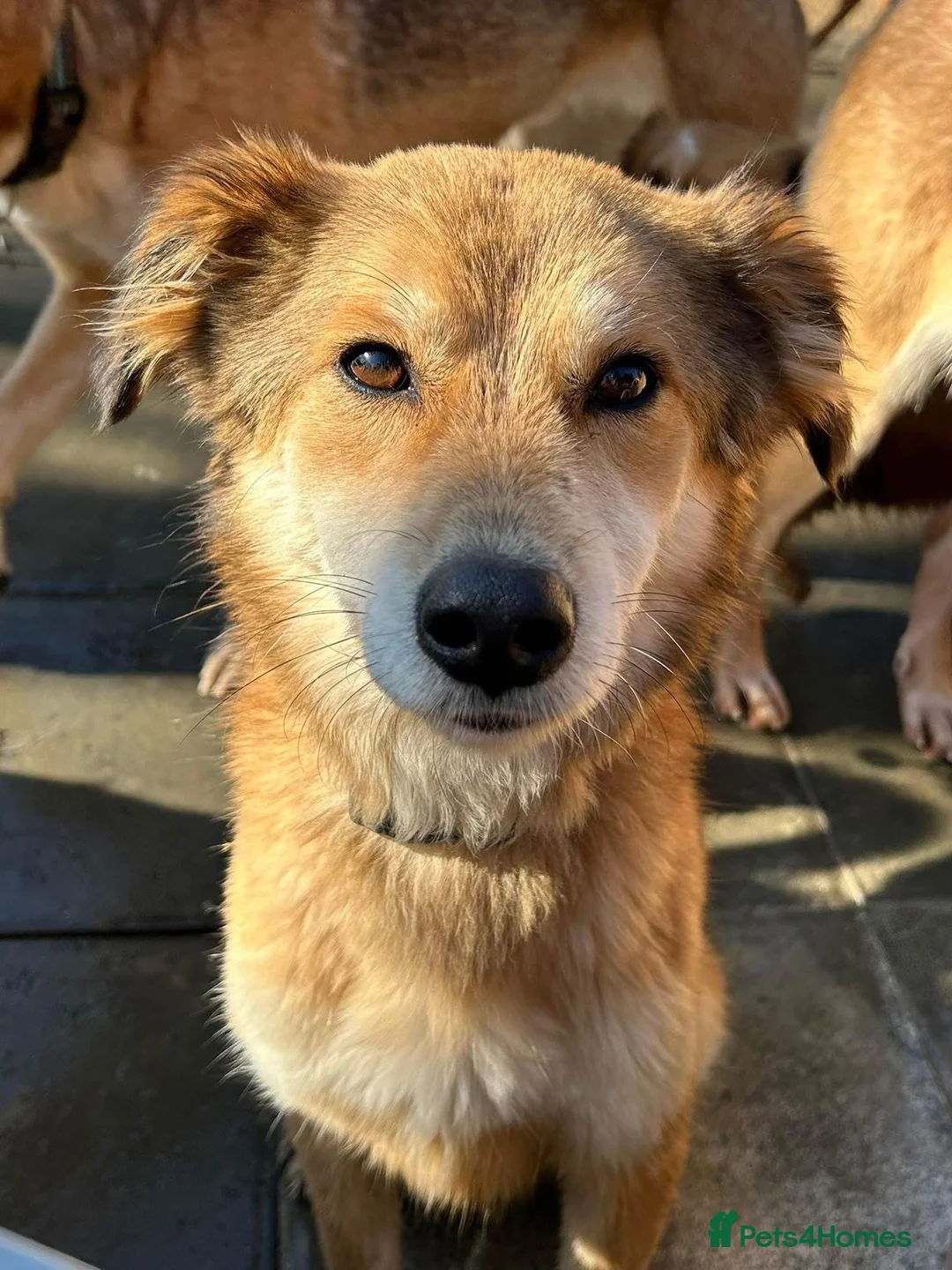 Mixed Breed dogs for adoption: Solomon - Norwich Norfolk  in Norwich - Advert 1