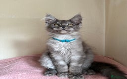 Maine Coon cats for sale: Pedigree GCCF Russian Import line Maine Coons - Image 8