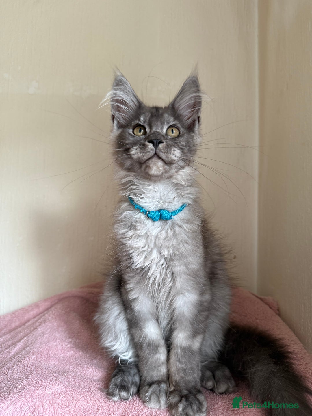 Maine Coon cats for sale: Pedigree GCCF Russian Import line Maine Coons - Image 8