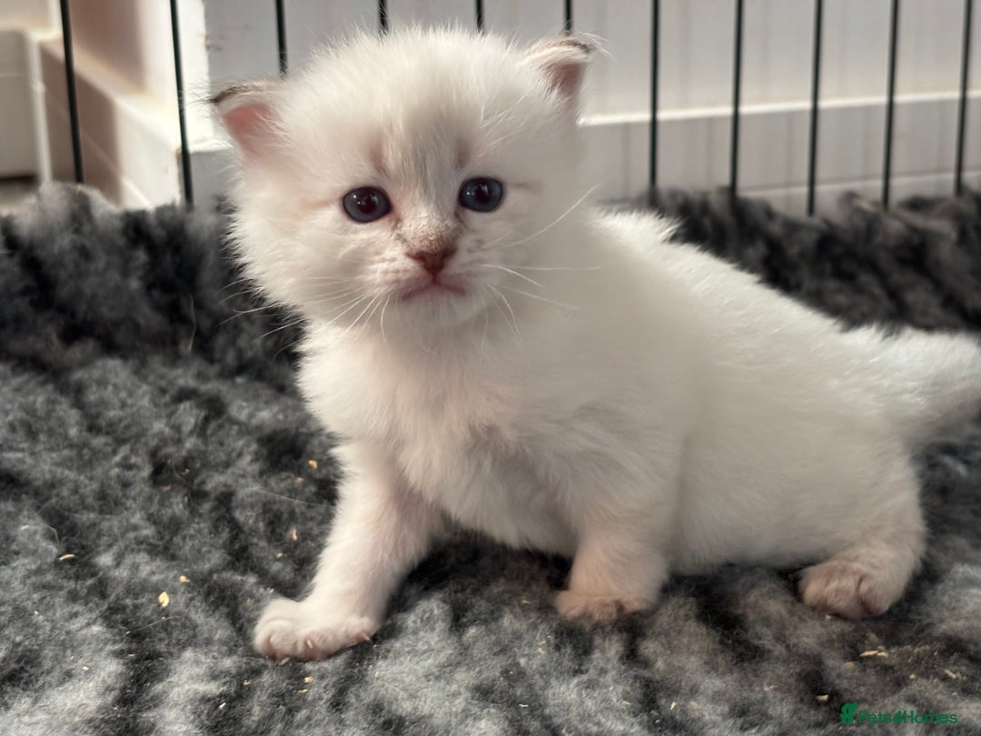 Siberian cats for sale: 🌓Word Champion Grandfather 🌖 - Advert 10