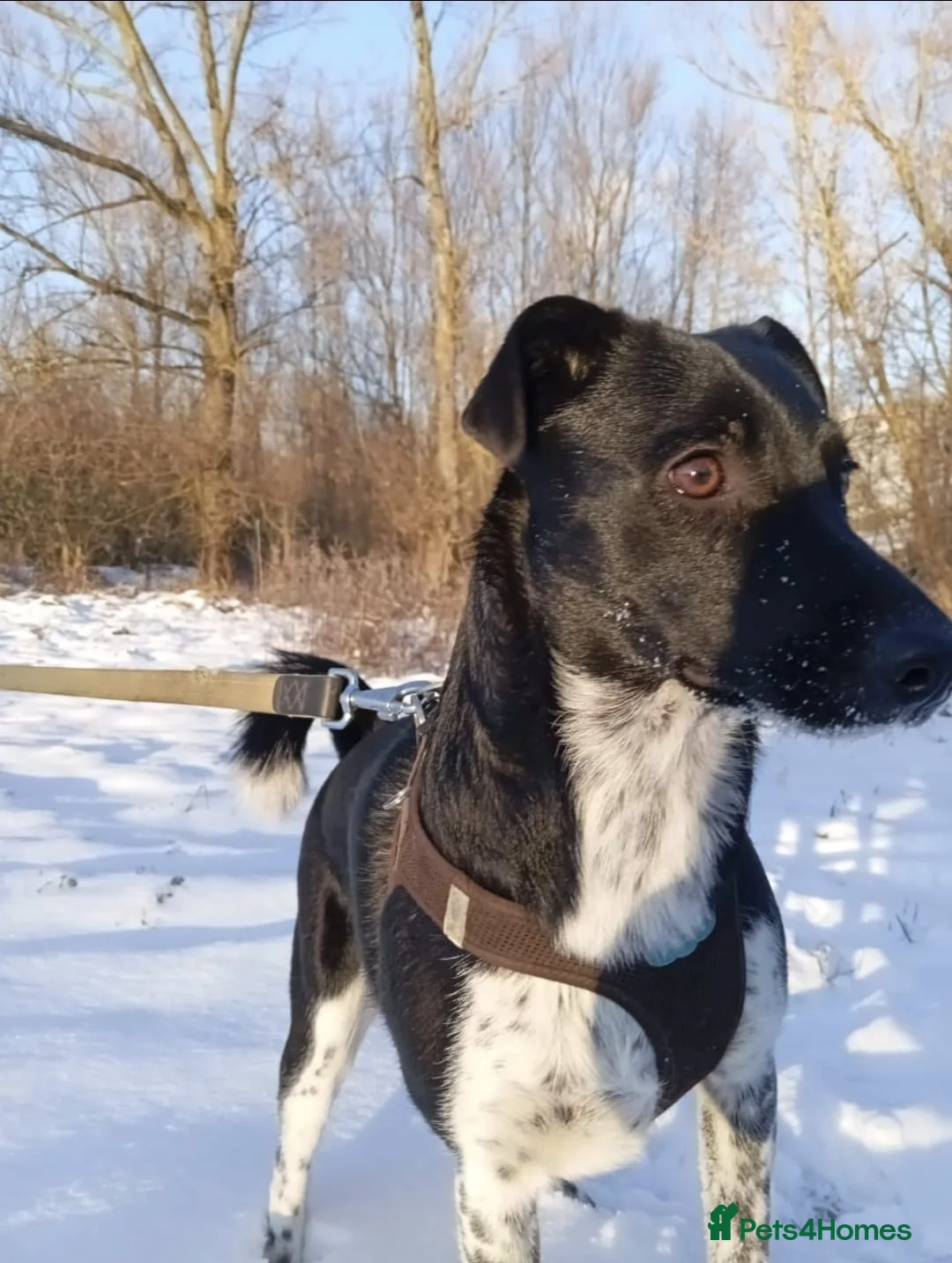 Mixed Breed dogs for adoption: ❤️GEMMIE❤️1yo girl, who chose life, people and fun - Advert 14