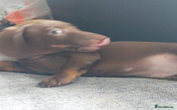 Miniature Dachshund dogs for sale: ..Miniature dachshunds 1 Girl 1BOY READY TO LEAVE  in Ellesmere Port - Image 19