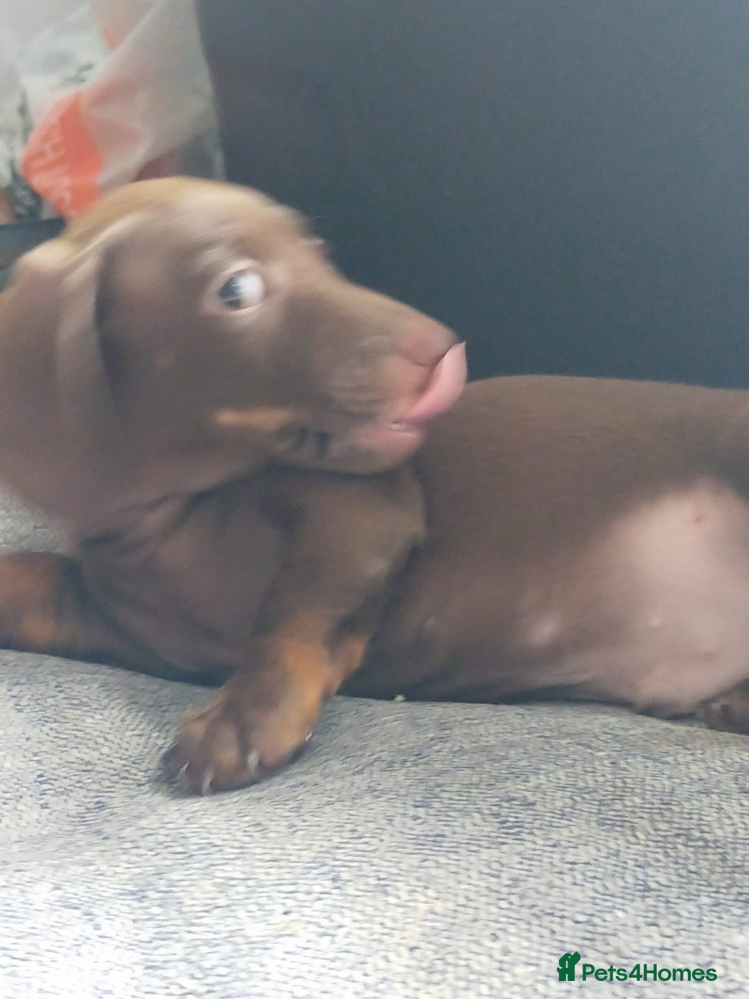 Miniature Dachshund dogs for sale: ..Miniature dachshunds 1 Girl 1BOY READY TO LEAVE  in Ellesmere Port - Image 19