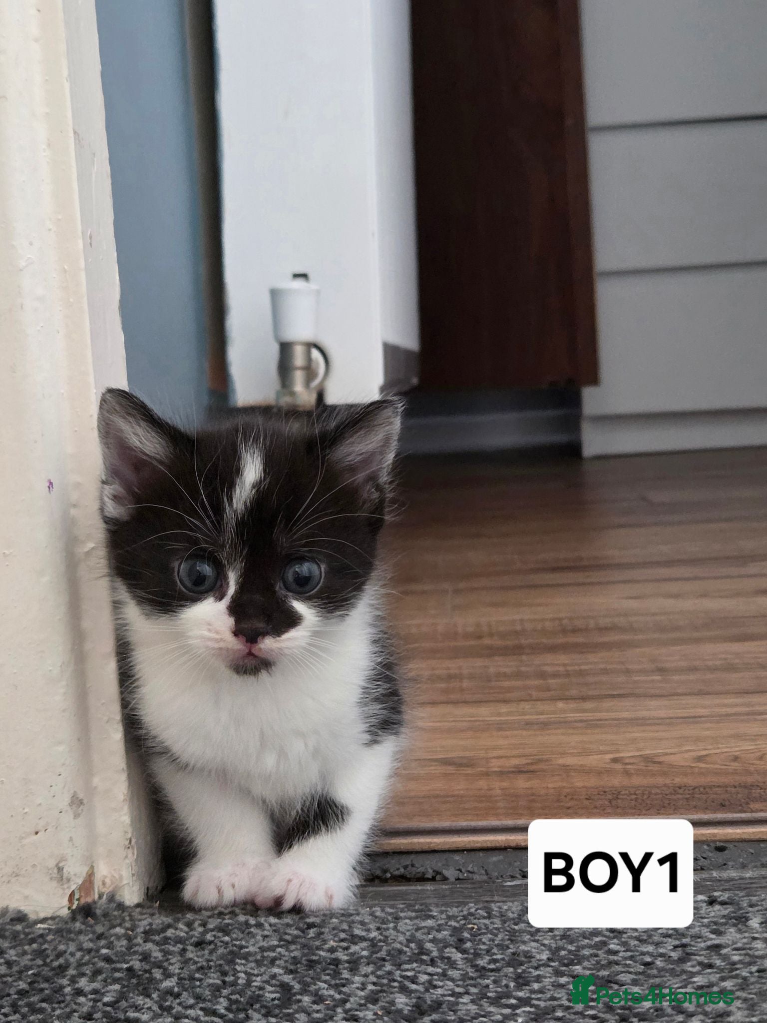 Mixed Breed cats Last 2 kittens are looking for their new home - Advert 2