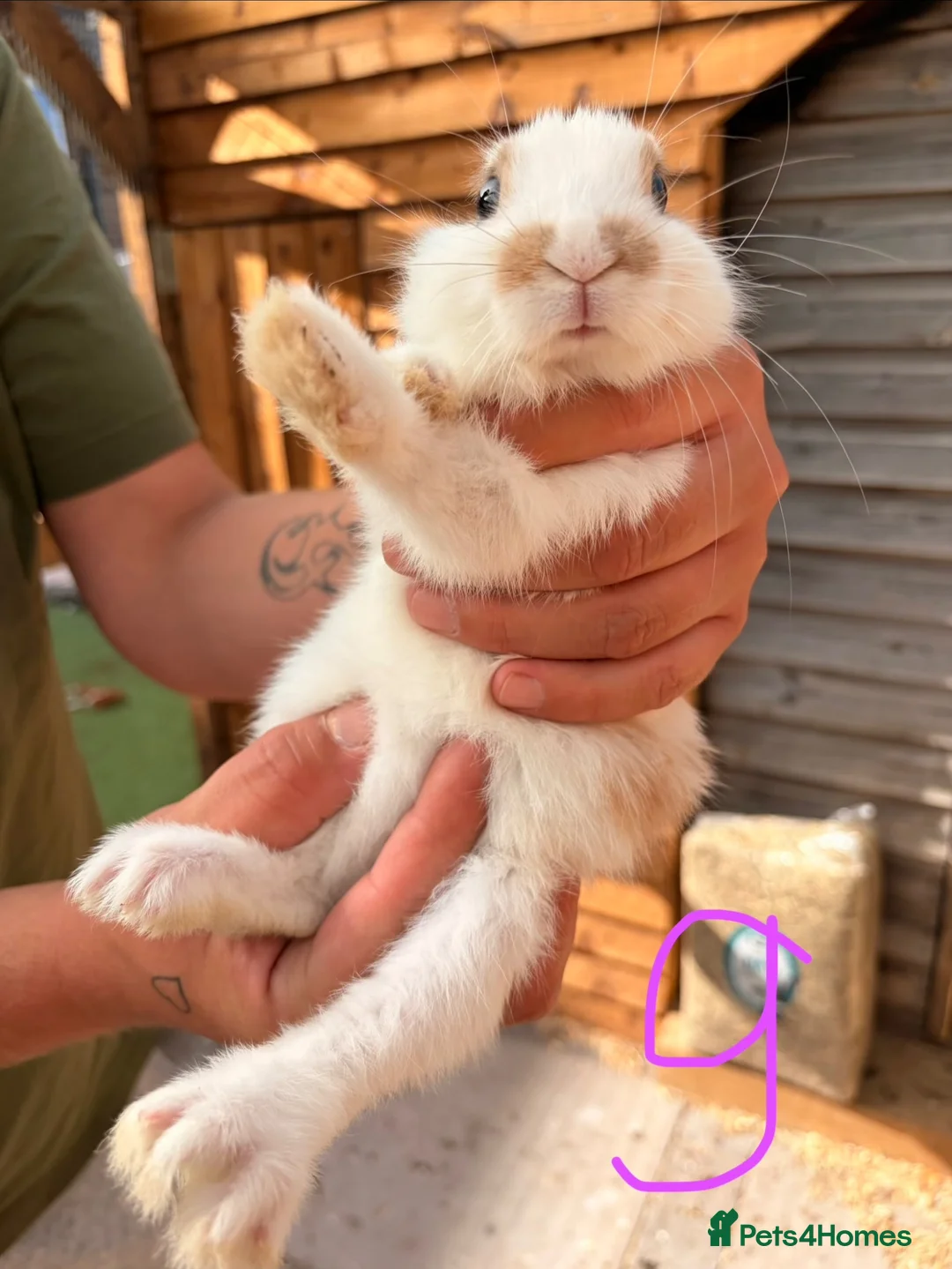 Mixed Breed rabbits for sale: Dutch x Lop rabbit kits for sale in Newcastle - Advert 2