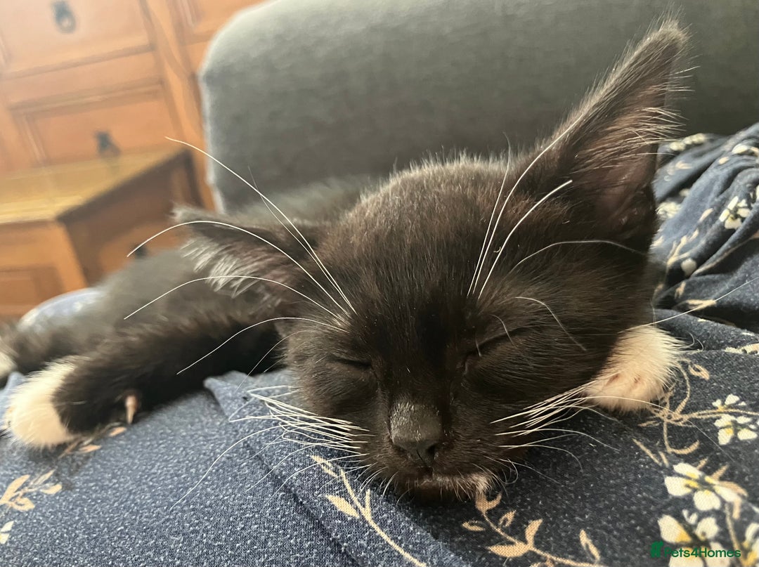 Mixed Breed cats for sale: Kitten for good home with all her belongings  - Image 7