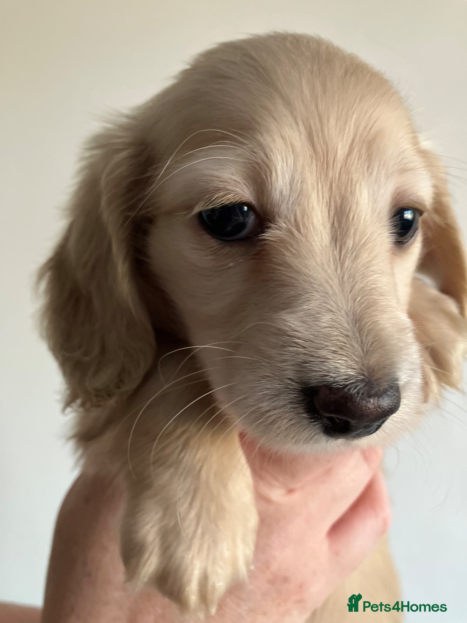Miniature Dachshund dogs Miniature Cream Long Hair Dachshund Girls  - Advert 1