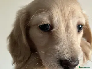 Miniature Dachshund dogs Miniature Cream Long Hair Dachshund Girls - Advert 1