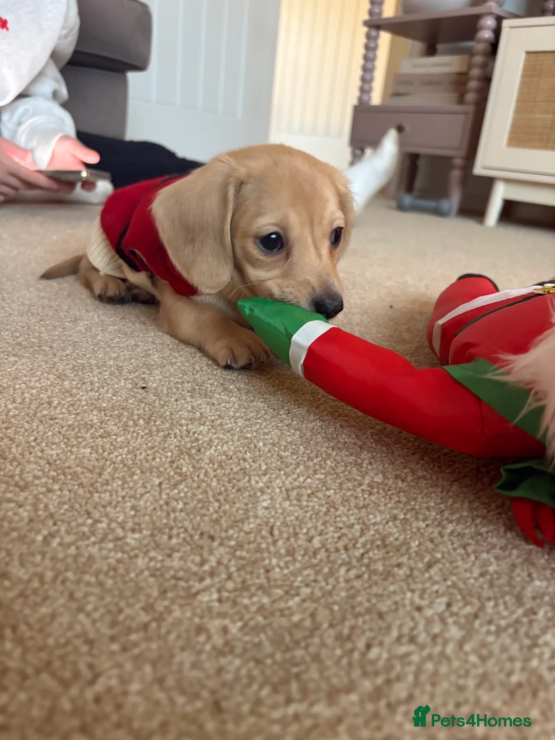 Miniature Dachshund dogs for sale: Miniature dachshund  - Advert 8