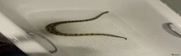 Python Snake reptiles for sale: Ball python for sale - Advert 2