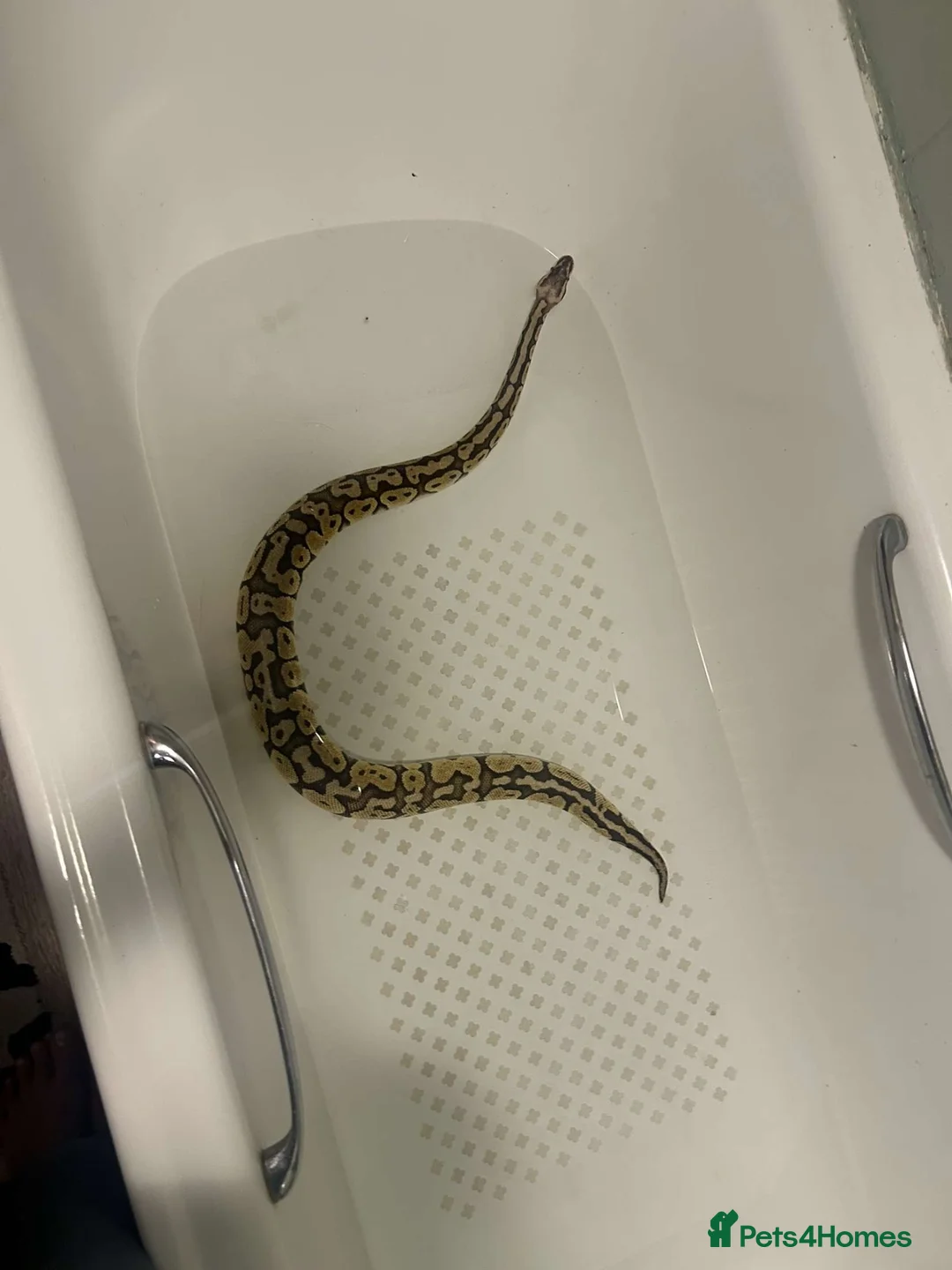 Python Snake reptiles for sale: Ball python for sale - Advert 2