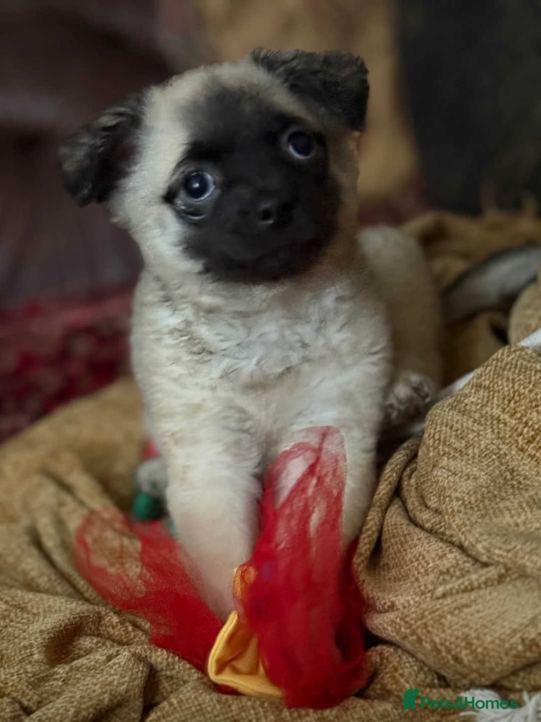 Mixed Breed dogs for sale: Bichon Frise x little girl ready now!! - Advert 1