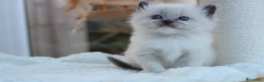 Blue Mitted Girl 